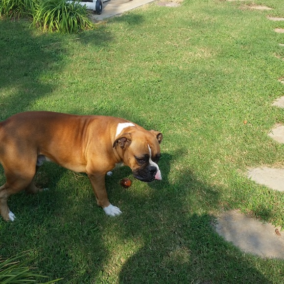 Meet your Posher, Brent - Picture 1 of 1